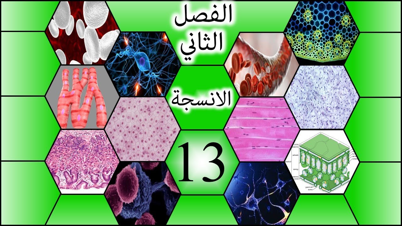 طريقة رسم العظم المصمت للسادس الاعدادي-الفصل الثاني