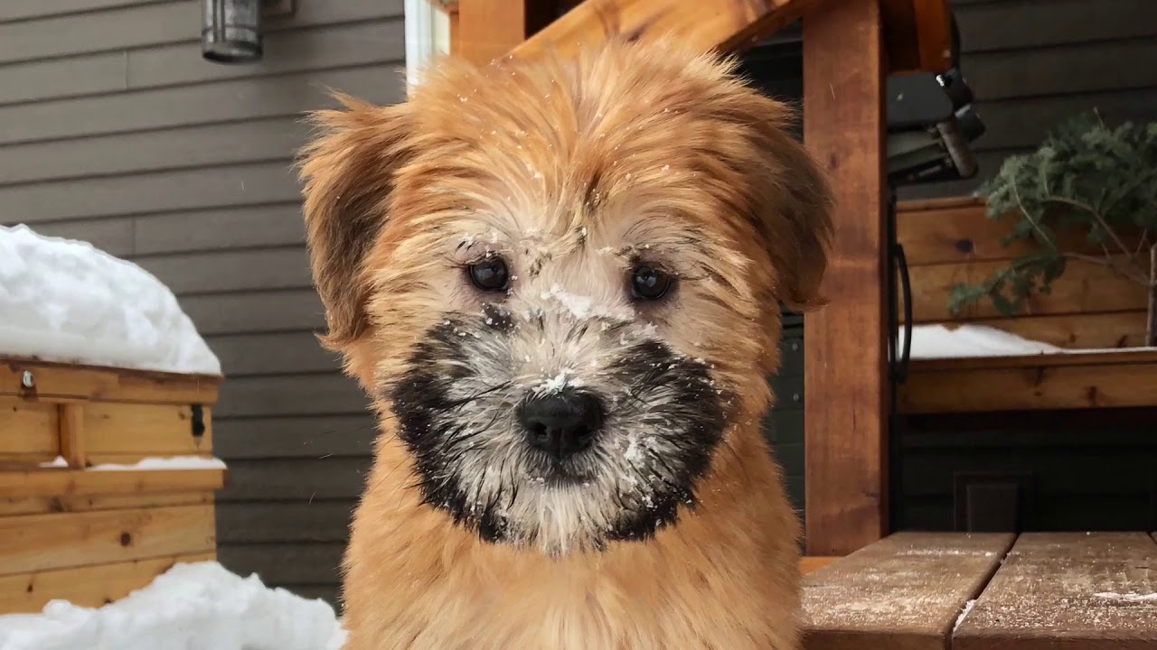 Our Soft-Coated Wheaten Terrier puppy, first few days!