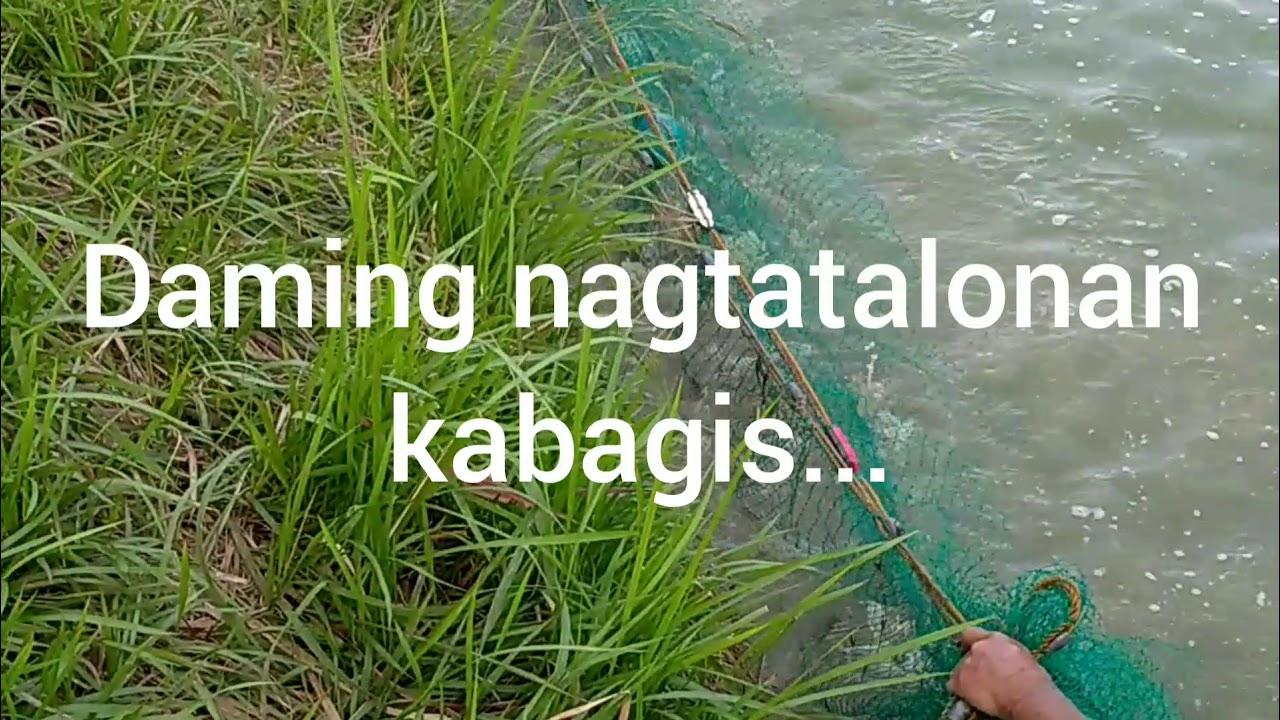 partial harvest tilapia@fishpond/ Ka Edgar official.
