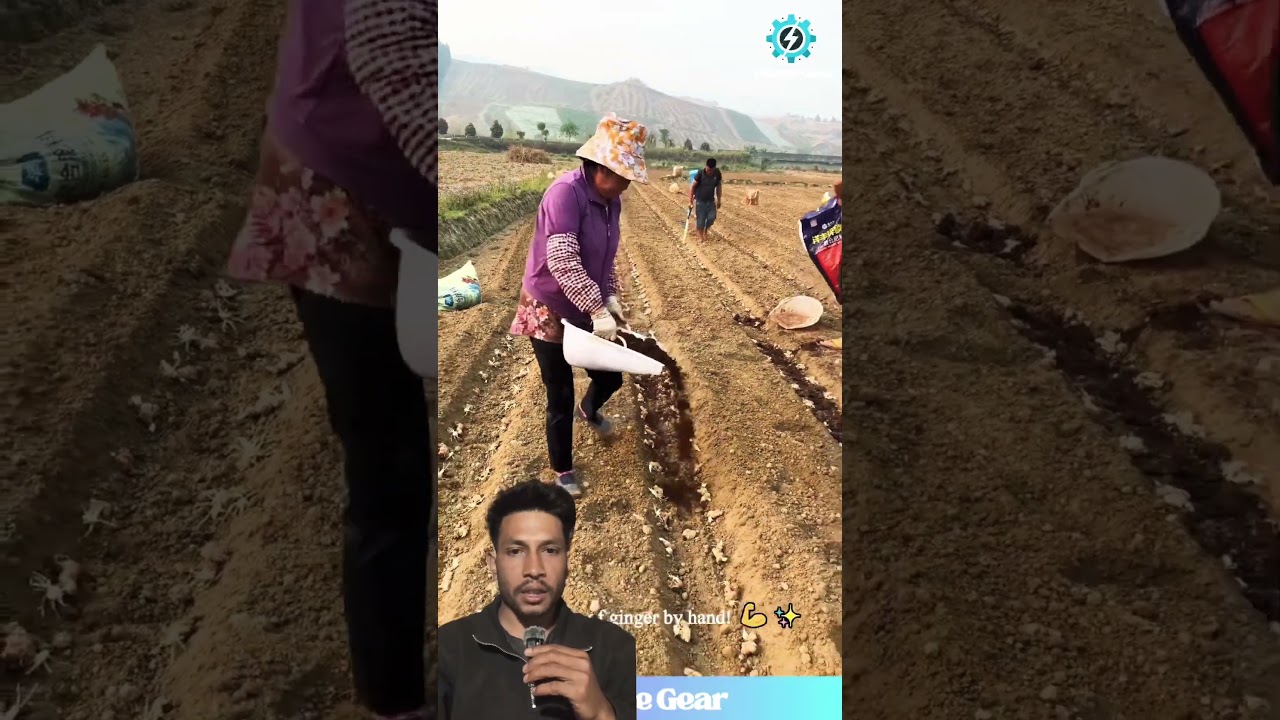 अदुवा लगाउने सहि बिधी यस्तो रैछ #agriculture #farming #trending  #satisfying #shortsfeed #shorts