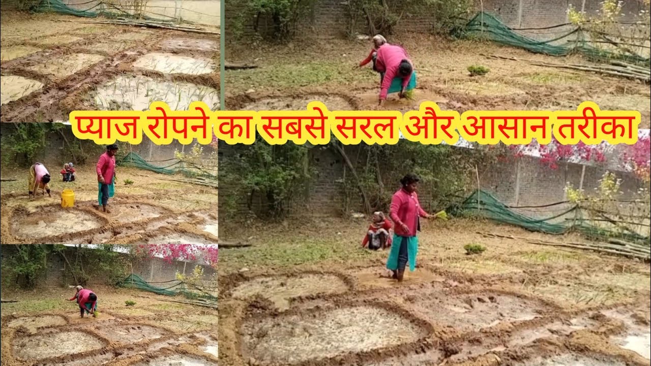 प्याज रोपने का सबसे सरल और आसान तरीका ||#reetikavlogs #like 