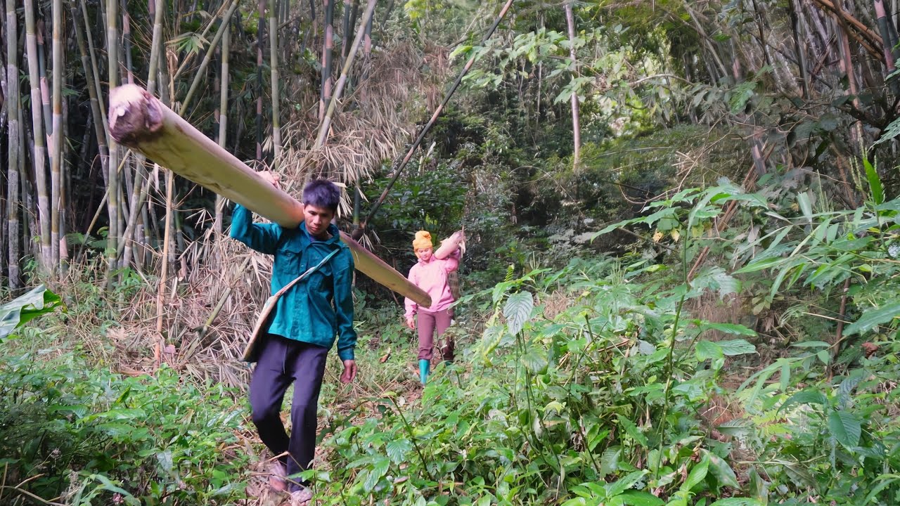The couple painstakingly transports giant banana trees to use as chicken feed