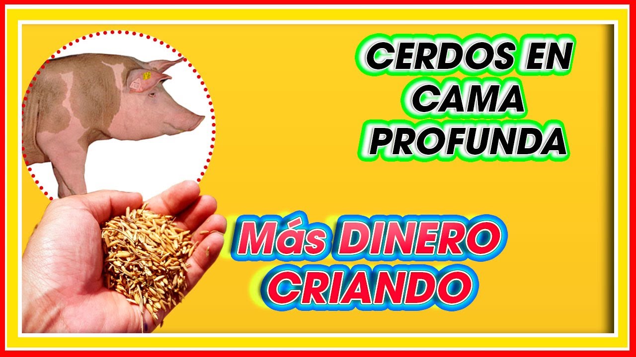 CAMA PROFUNDA en CERDOS es mas Rentable ǀ Ing. Jannin Hernández Blandón MSc