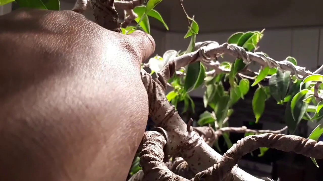 Canada bonsai november 2018 2nd video