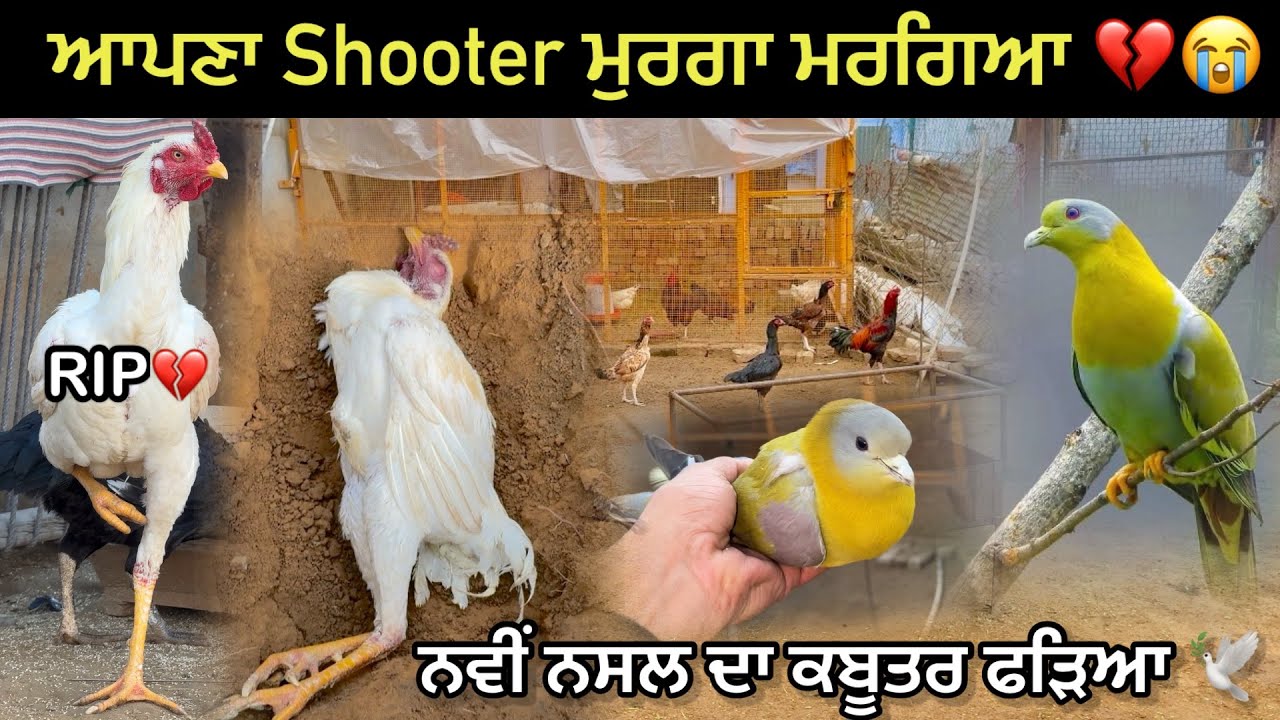 ਅੱਜ ਕਬੂਤਰ ਫੜਿਆ ਨਵੀਂ ਨਸਲ ਦਾ 🕊️|| ਆਪਣਾ Shooter ਮੁਰਗਾ ਮਰਗਿਆ 😢💔|| New Breed Kabutar || #kabootar