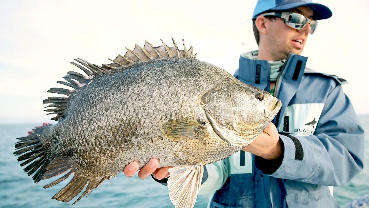 Catching Spawning Tripletail, Redfish and Black Drum
