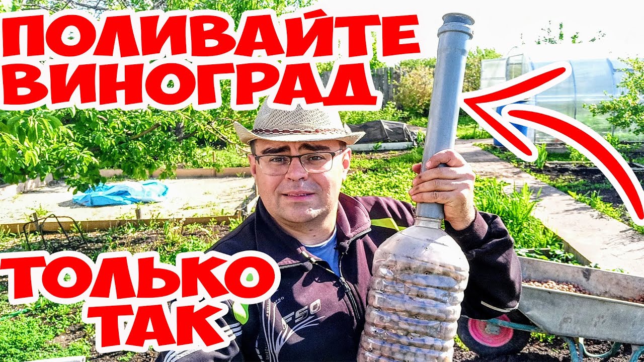 Прикорневой полив винограда. СУПЕР устройство своими руками vsv ogorod