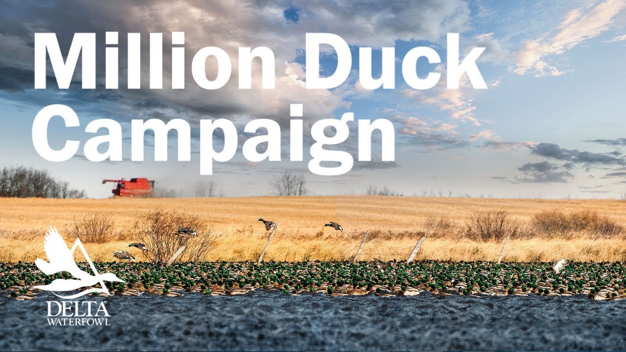 The Million Duck Campaign - Delta's Strategy to Fill the Flyways