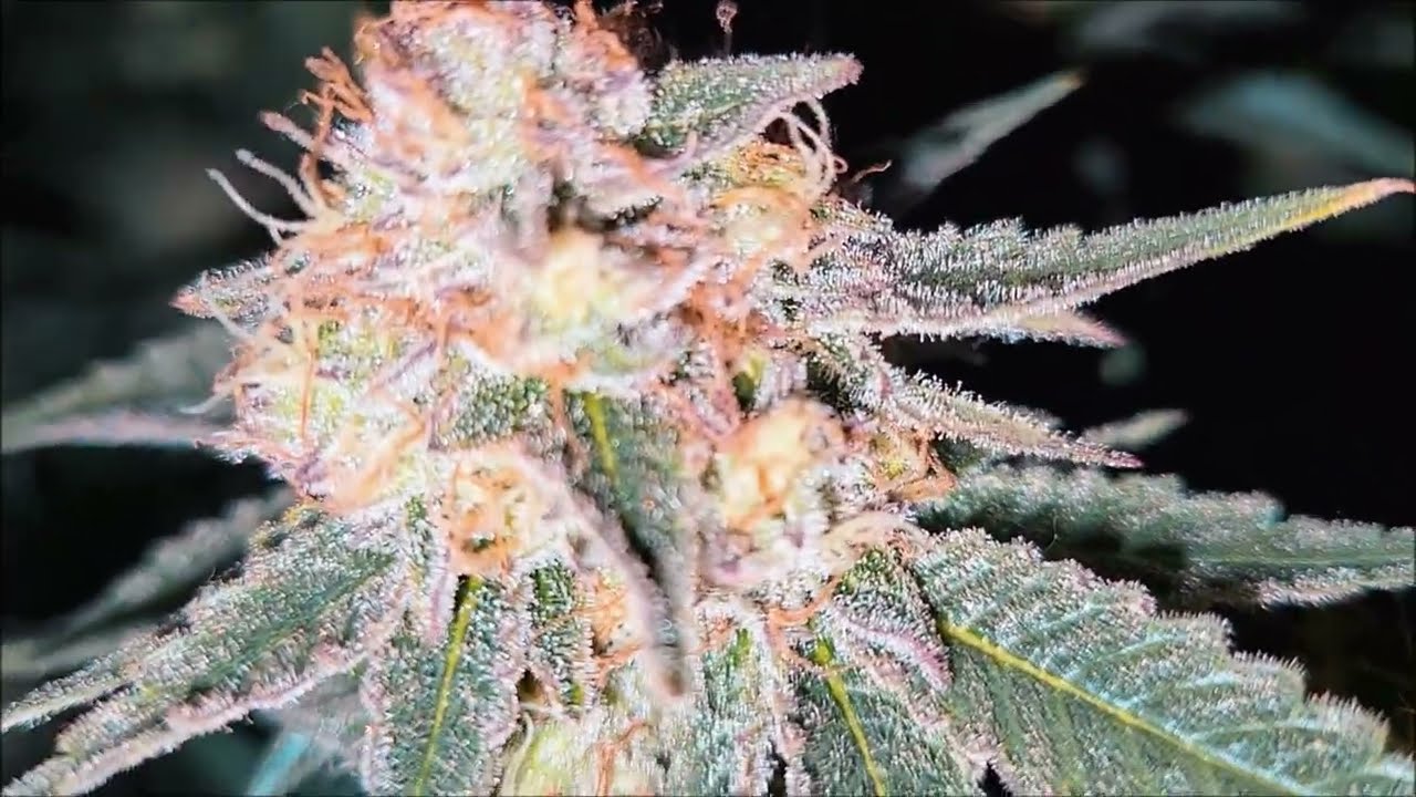 Og kush Amnesia Pro Kush gelato
