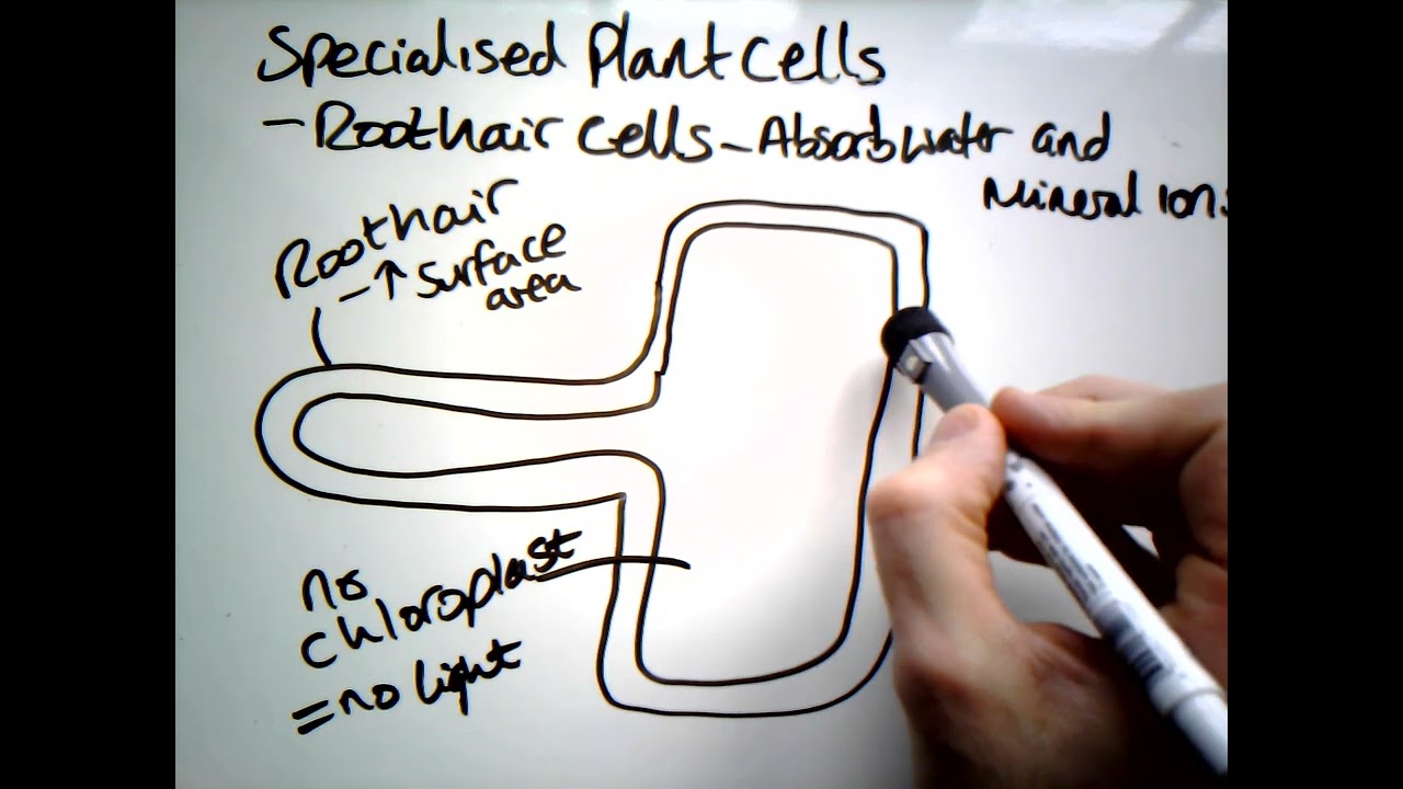 Adaptations of a Root Hair Cell (GCSE)