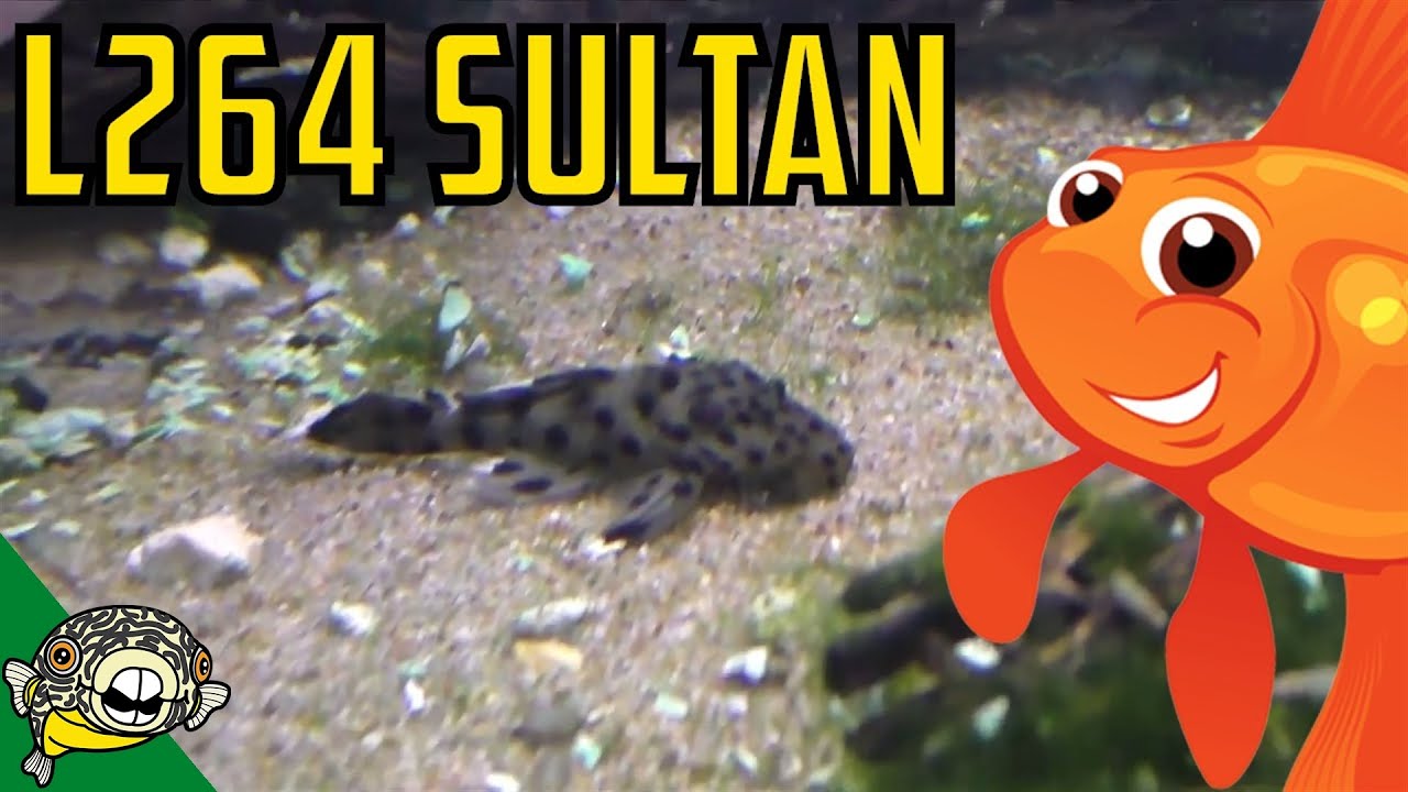 Unboxing L264 Sultan Plecos for My Fish Room! [Daily Dose 41]