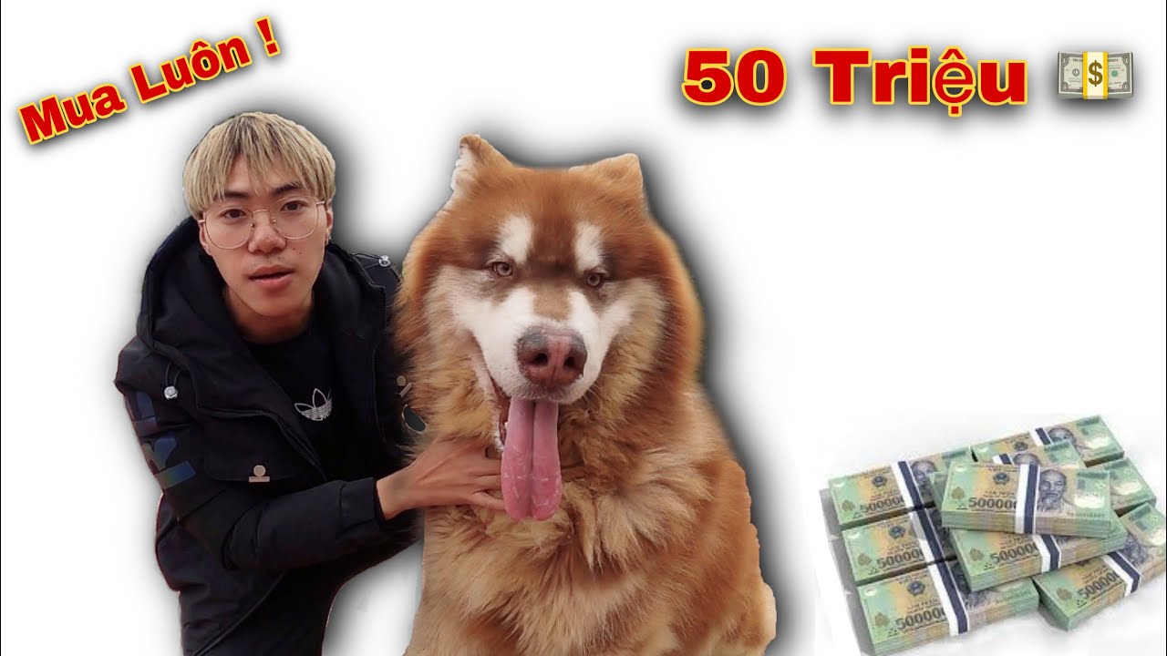 Dương KC | Mua Chó Alaska Khổng Lồ Giá ( 50 Triệu )