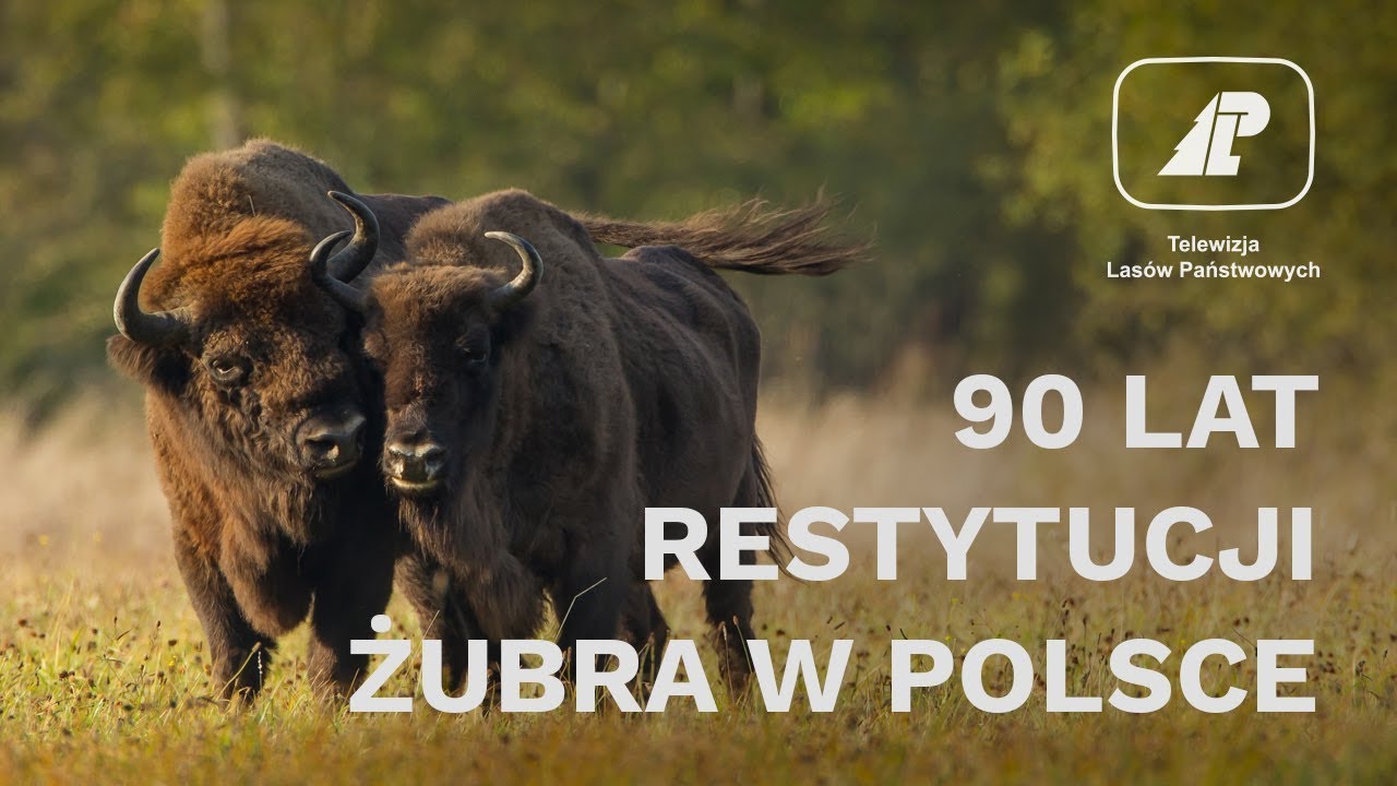 90 lat restytucji żubra w Polsce
