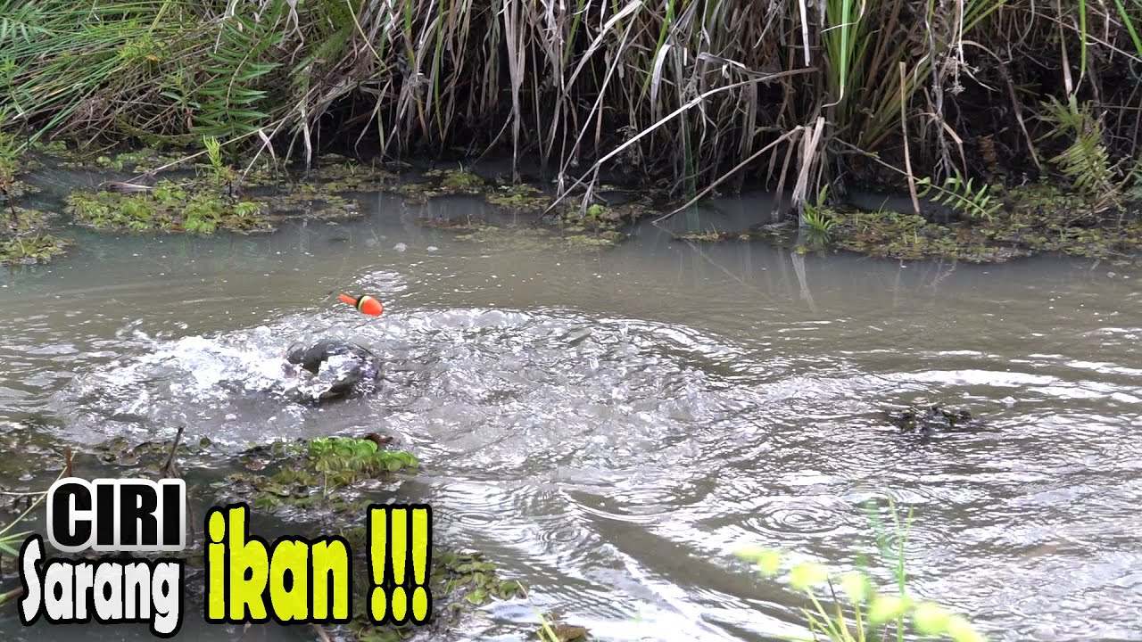 Gambaran spot yang paling dicari oleh pemancing liar #SG-340