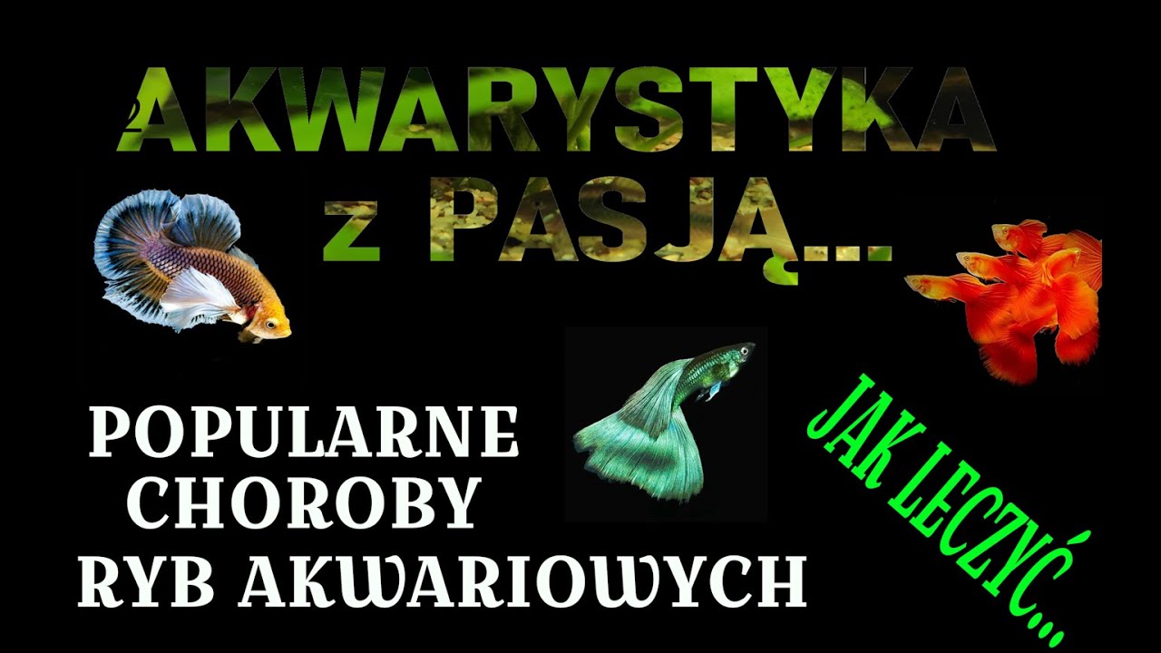 POPLULARNE CHOROBY RYB AKWARIOWYCH - Jak Leczyć... / Akwarystyka z Pasją.