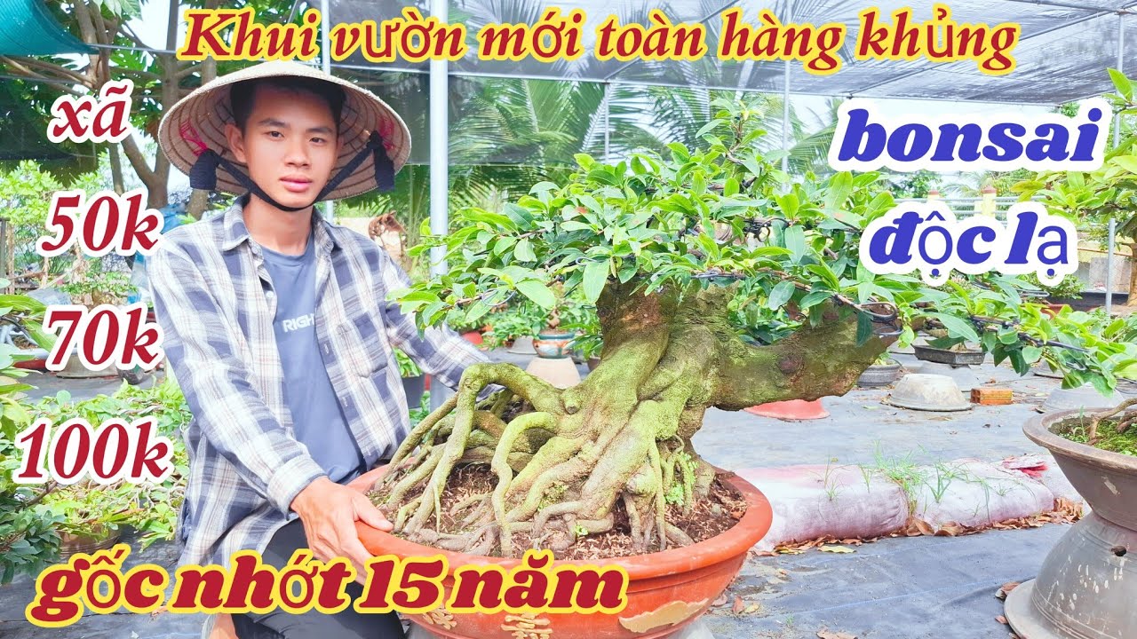13/12/2025💥Mai vàng gốc nhớt 15 năm, bonsai độc lạ nhất ☎️0363048420 ( Khánh  )