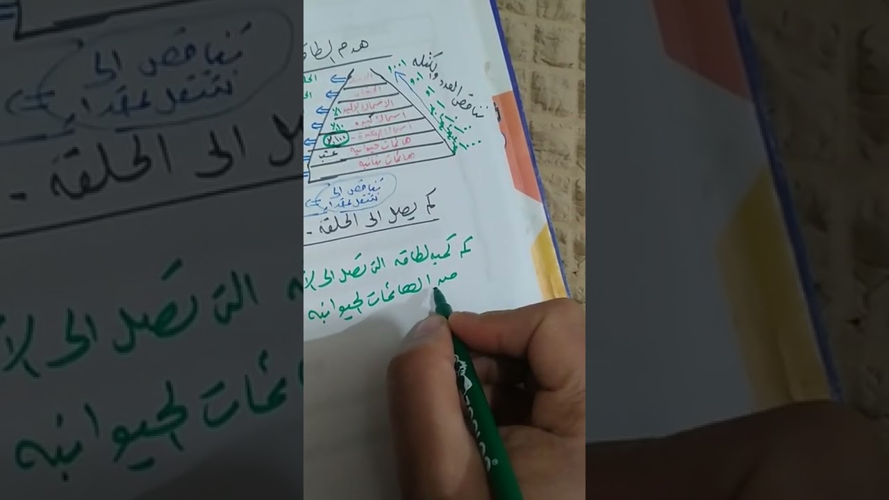 كيفية التعامل مع مسائل إنتقال الطاقة خلال سلاسل الغذاء