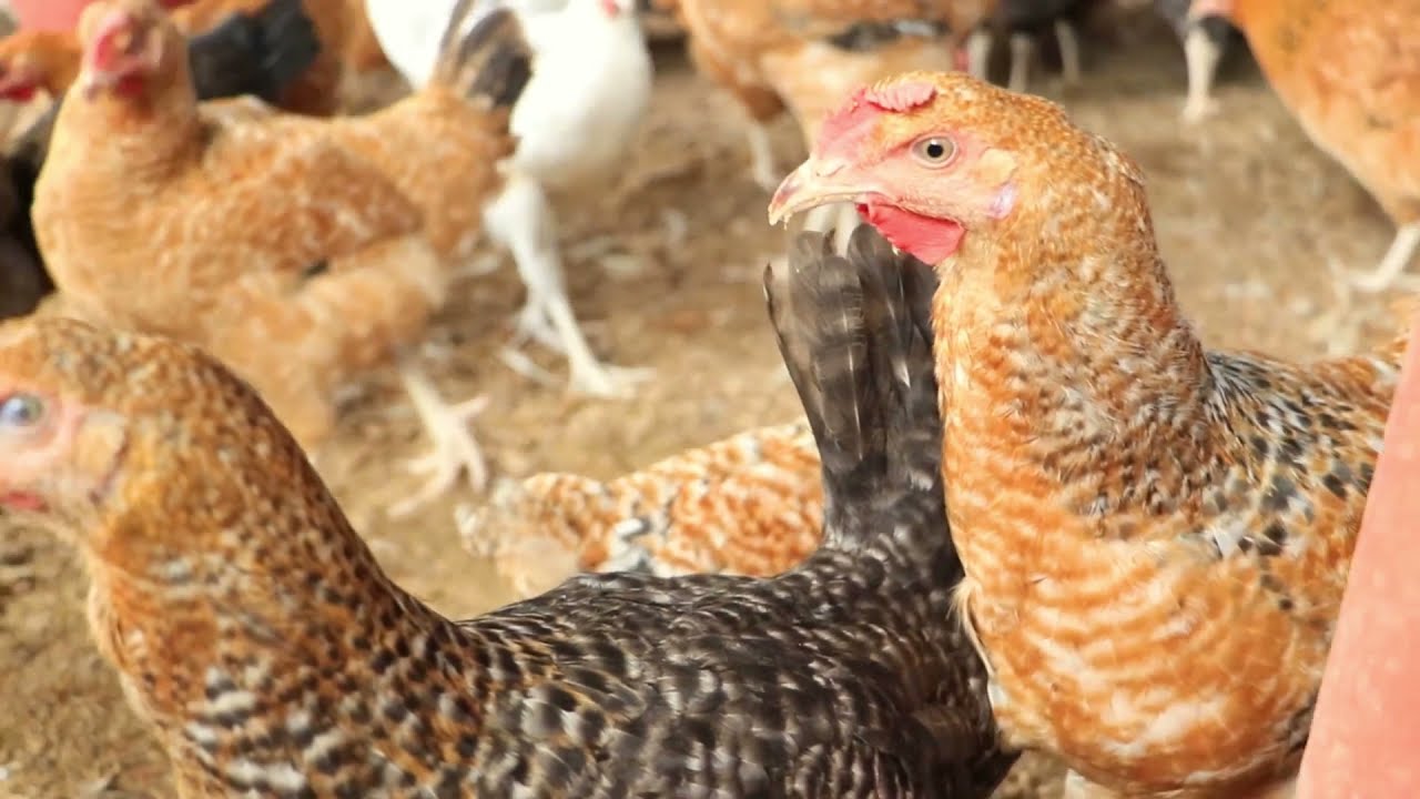 POULTRY FARMING AS A WAY TO FIGHT THE IMPACTS OF CLIMATE CHANGE
