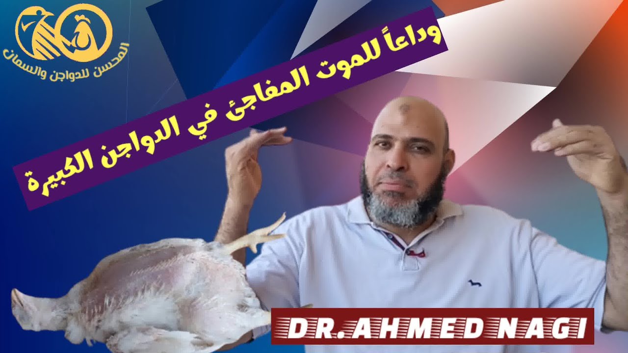 تخلص من الموت المفاجئ في الدواجن الكبيرة👊#أخطاء المربين والمبتدئين❌#المحسن#الفراخ#البيضا#غزة#حرة