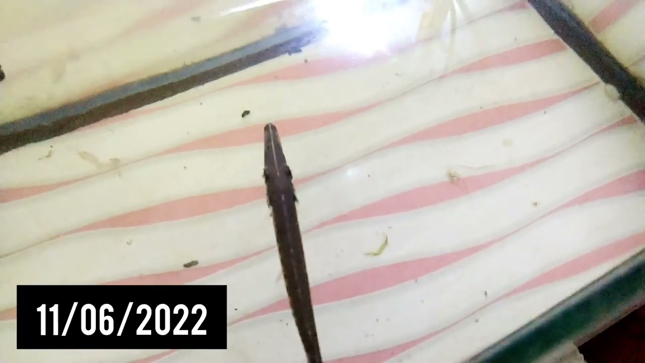 Alligator Gar... 1 year Growth Rate!!! 🦈💥