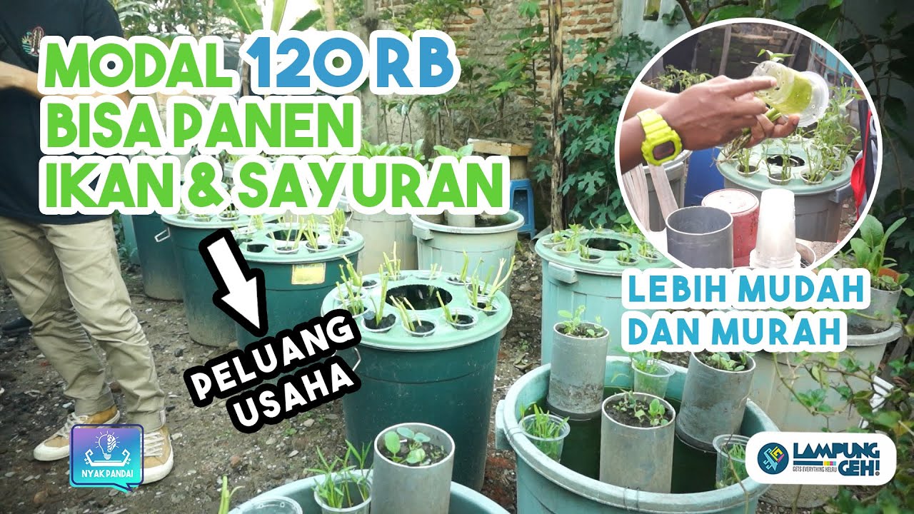 Modal Rp 120 Ribu, Budikdamber Jadi Pilihan Budidaya Ikan dan Sayur di Lahan Terbatas | Lampung Geh