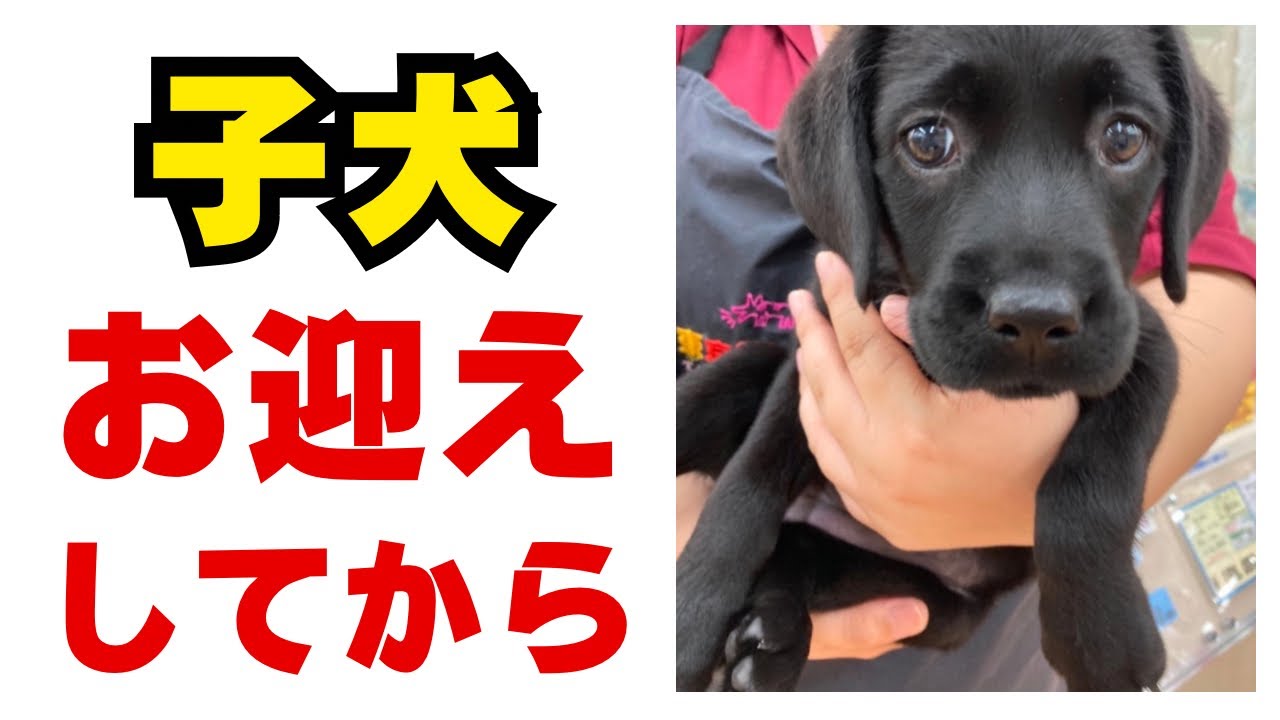 かわいい子犬（赤ちゃん）お迎えしたあんこ　ラブラドールレトリバー大型犬
