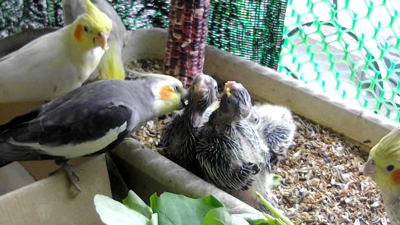 親鳥是這樣餵