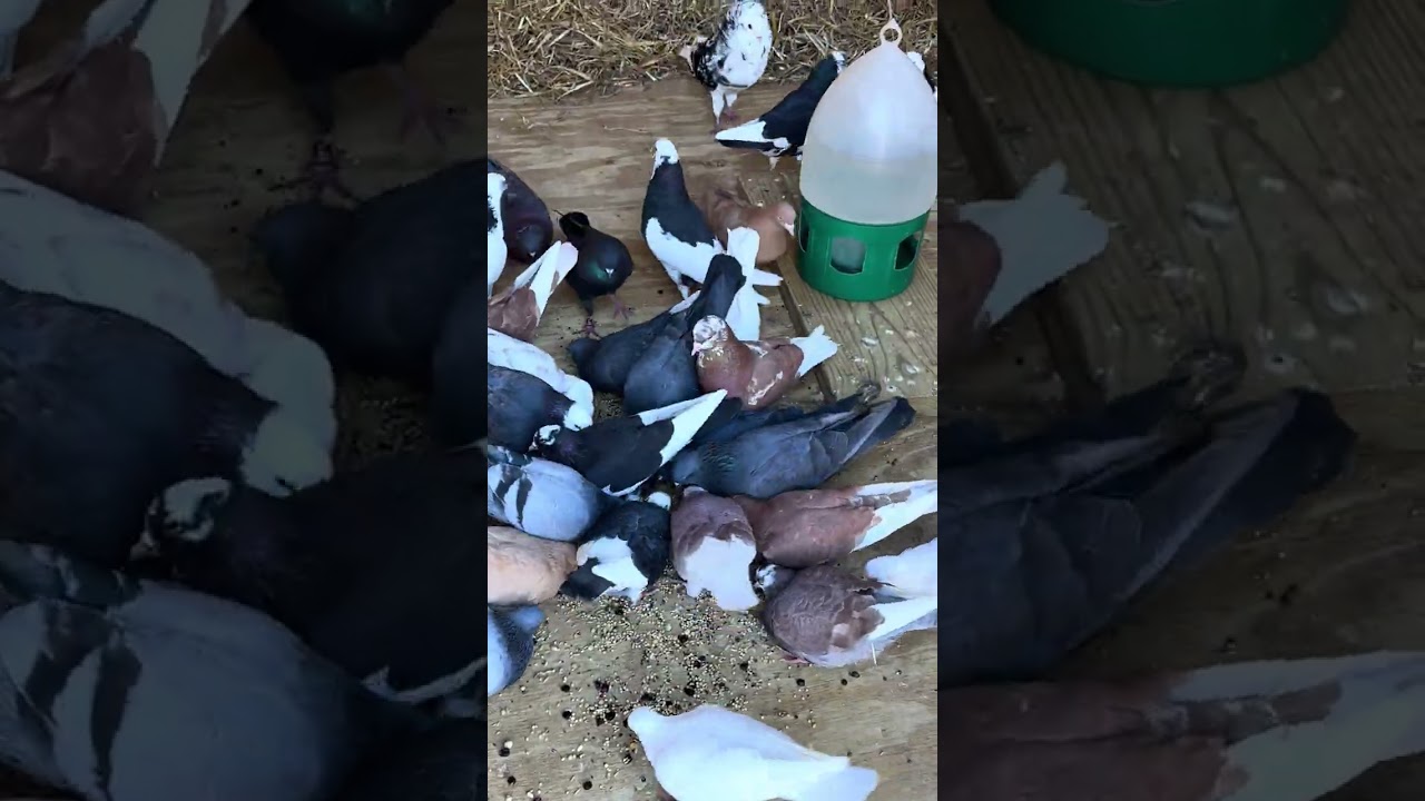 Pigeon Loft 