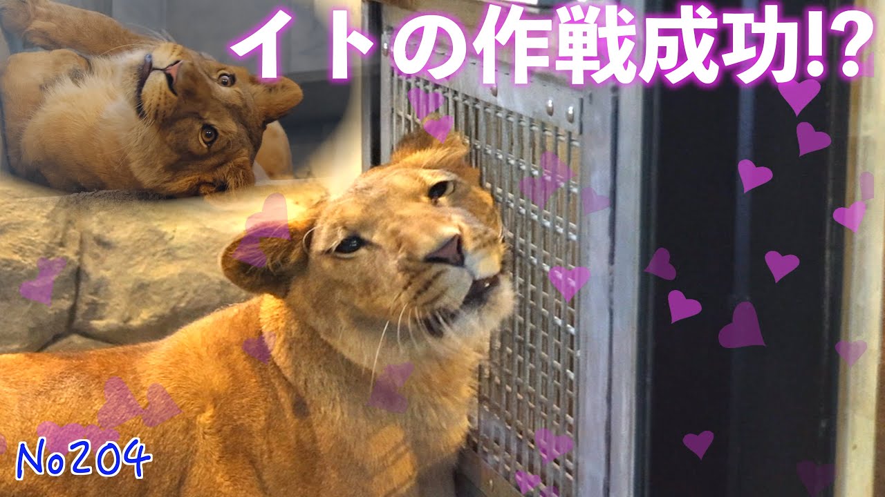 No204 イトとパーチェのラブラブ瞬間💖イトの作戦成功⁉️　#円山動物園