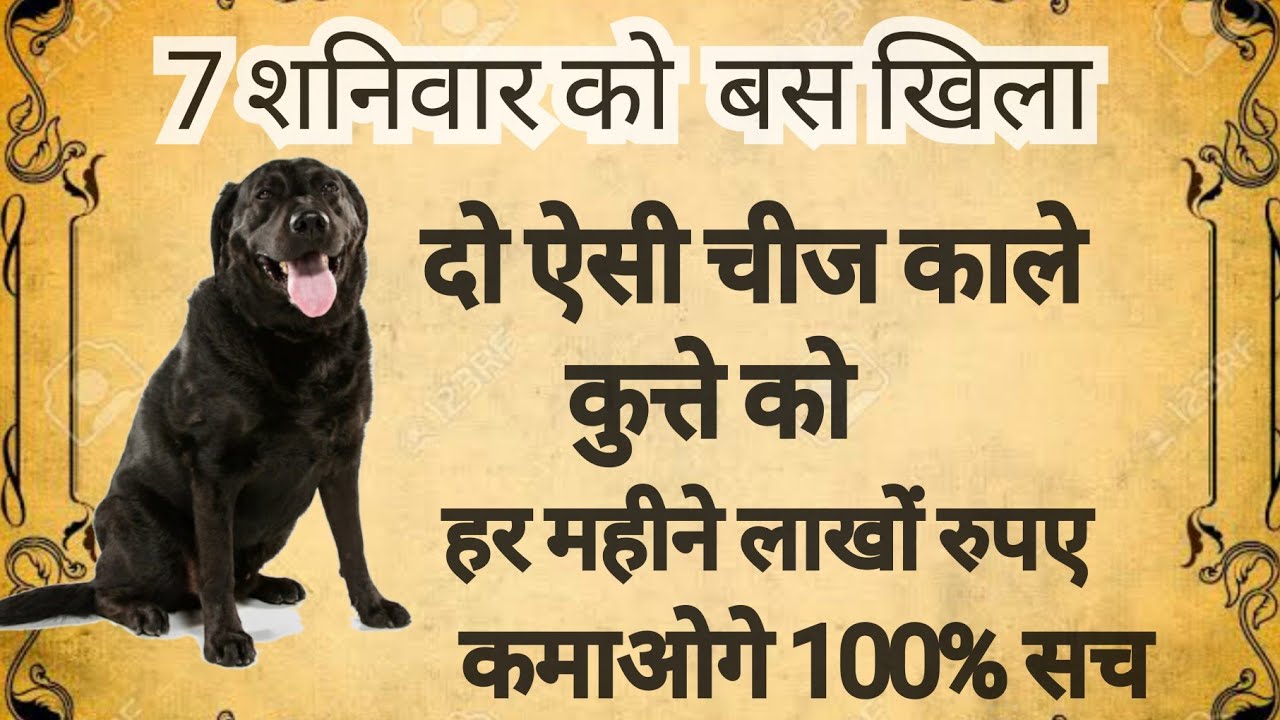 7 शनिवार को कुत्ते को खिला दो बस ऐसी चीज बन जाओगे करोड़पति