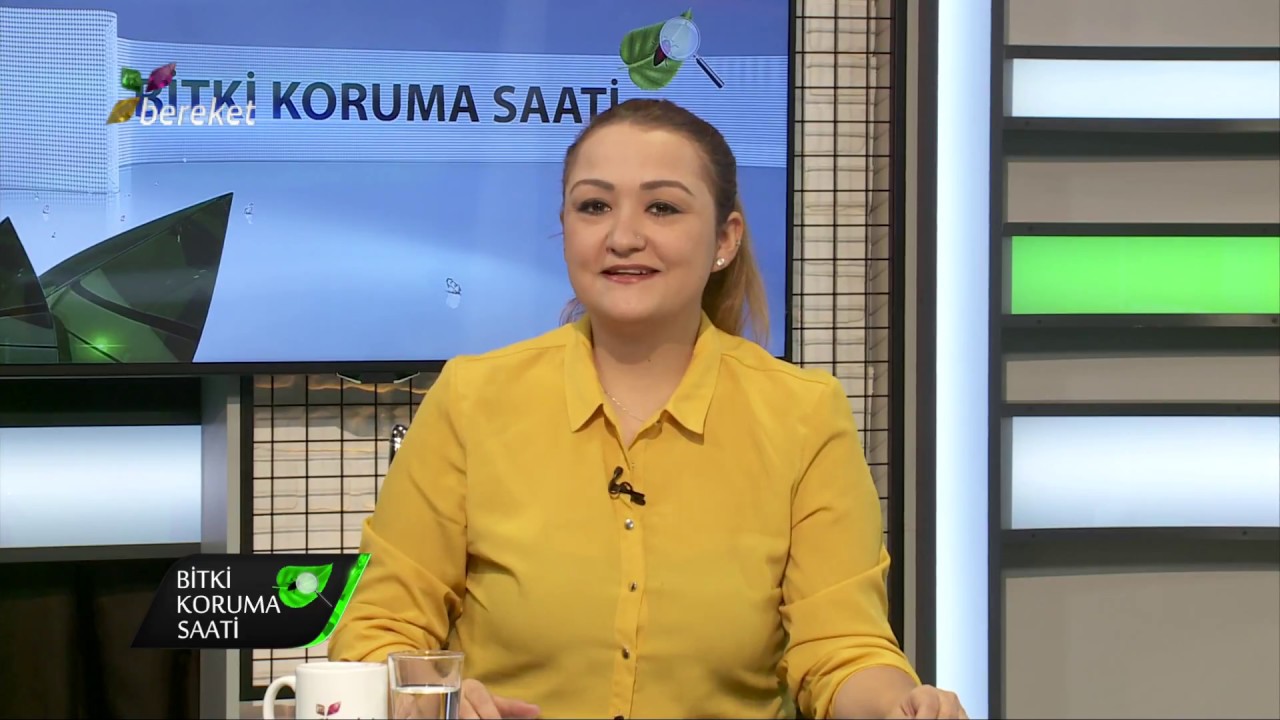 22 ARMUT PSİLLA