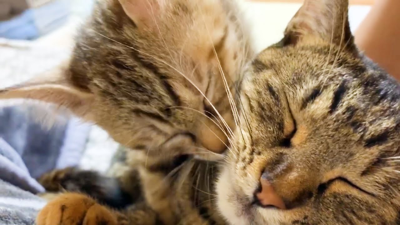 猫と飼い主が引っ付いてポカポカしてたら背後から子猫が♥ It ’s warm if we all come together