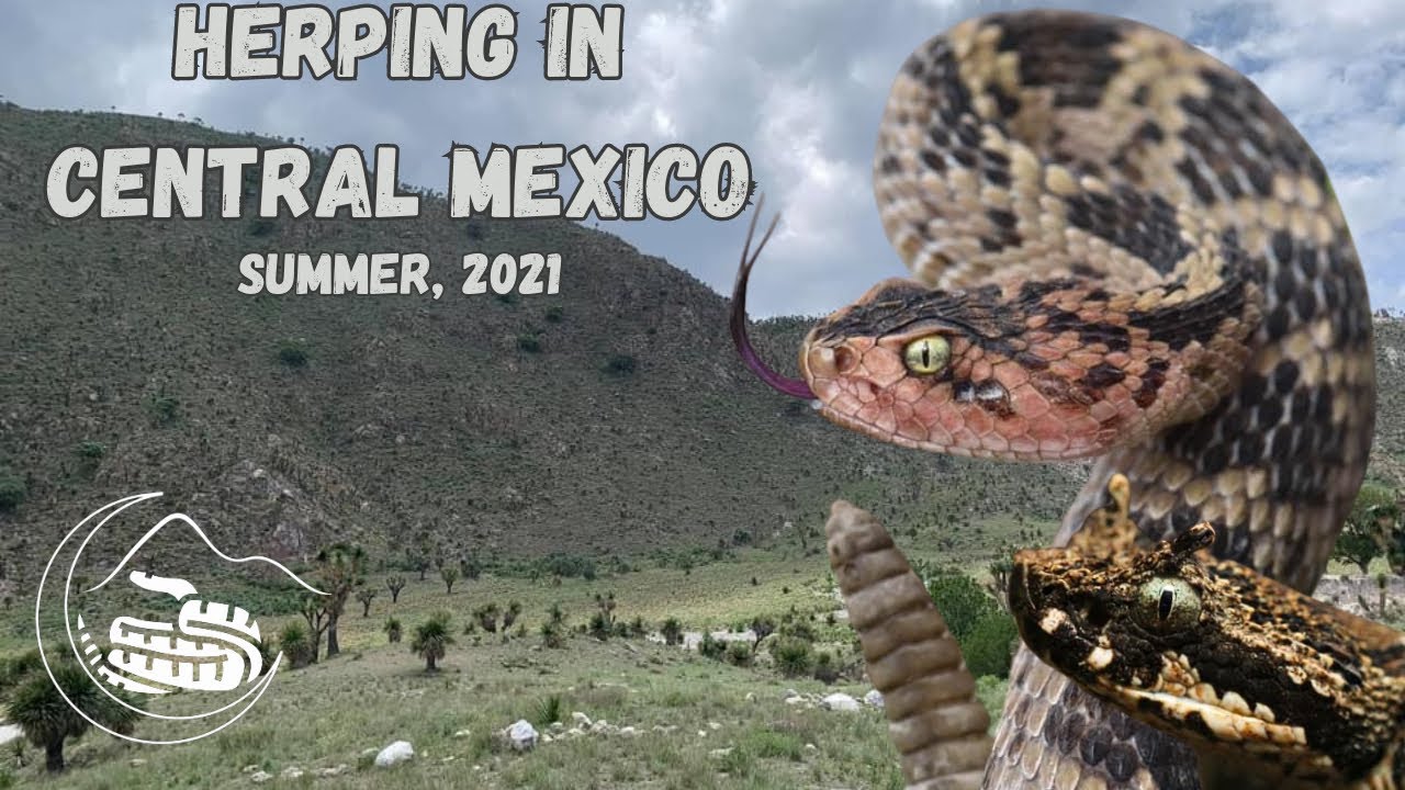 Herping Central Mexico (RARE Vipers, Rattlesnakes, Abronia, and more!)