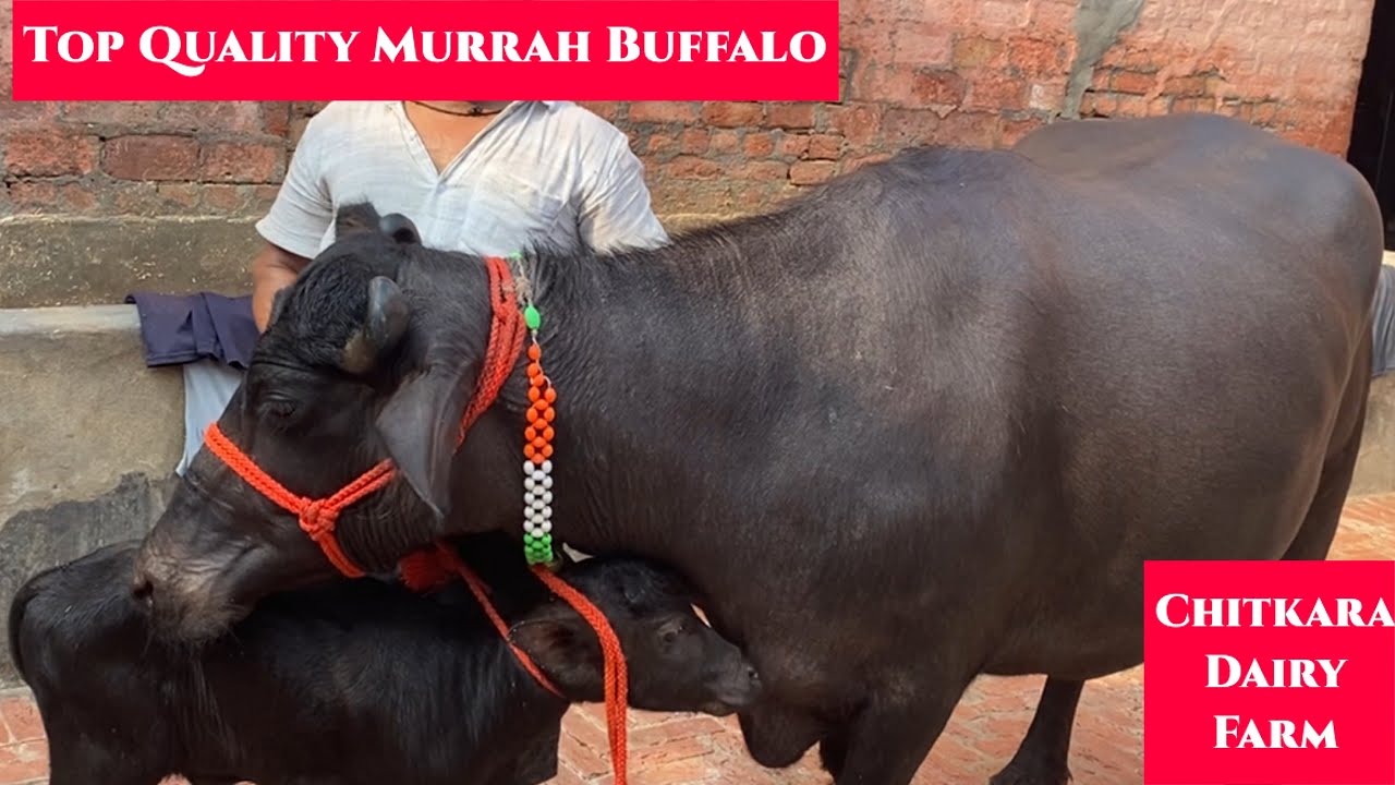 Top class murrah buffalo for sale #murrah #buffalo #bhainskidairy