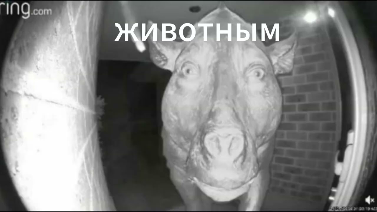 братиш это СЛЕЙ