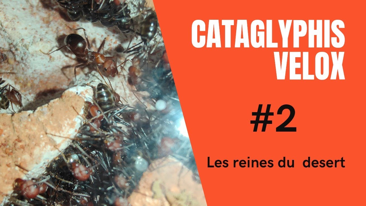 Cataglyphis velox | Comment se passe la diapause.
