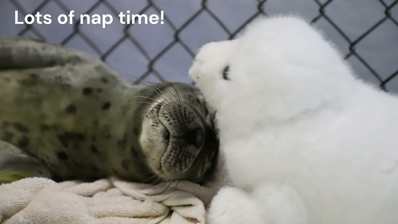 July 2023 FNV: The Story of Our First 2023 Pup Patient!