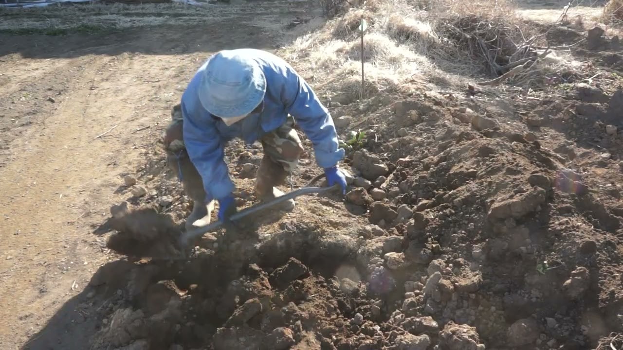 深層施肥　キンカン剪定枝　土寄せ　5日目　1月31日