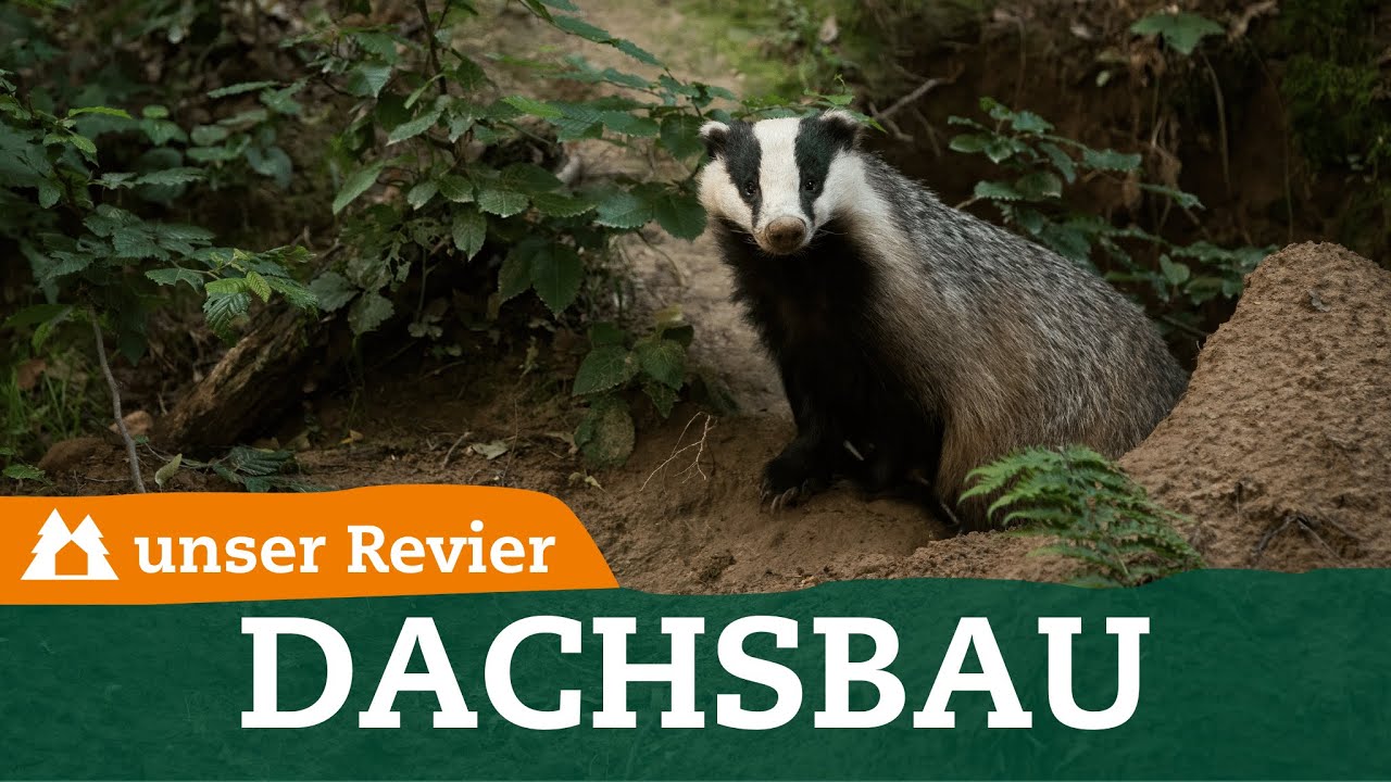 So erkennst Du einen Dachsbau | Unterschiede zwischen Fuchs und Dachs | unser Revier | #73