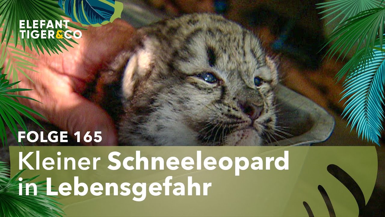 Bangen um den Leipziger Schneeleoparden (Folge 165) | Elefant, Tiger & Co. | MDR