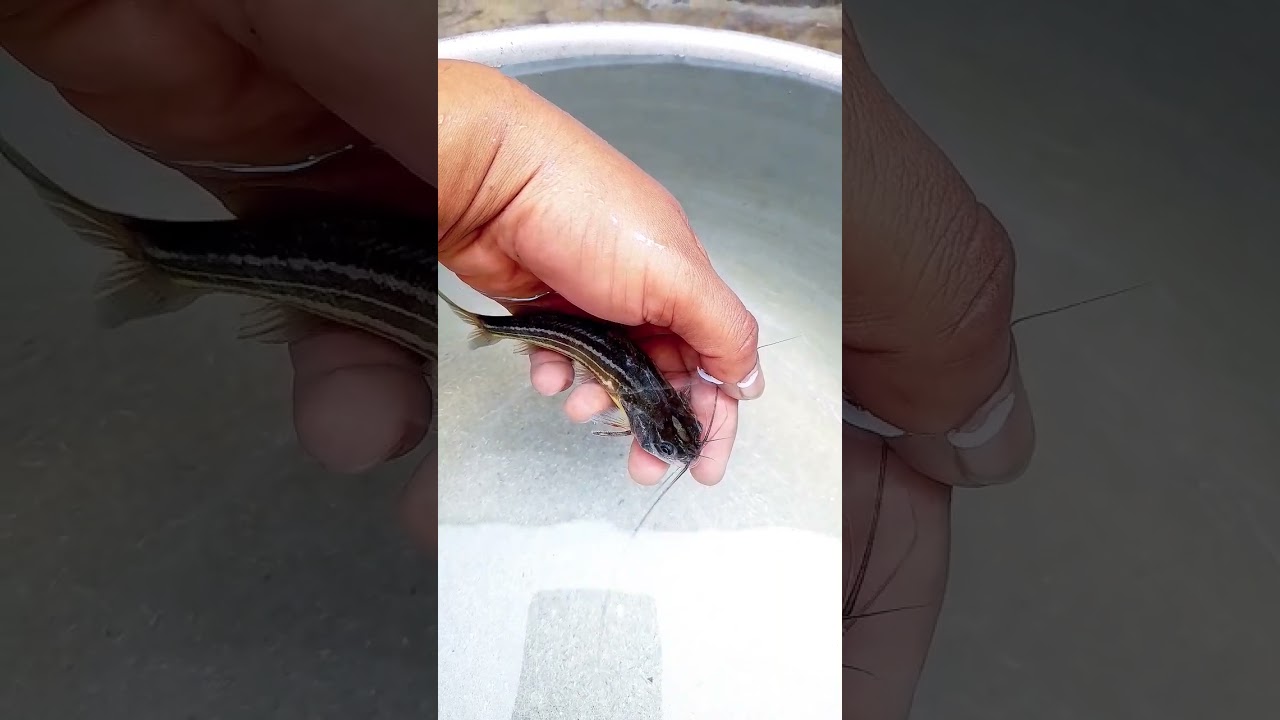 Stripped Dwarf Catfish #shorts