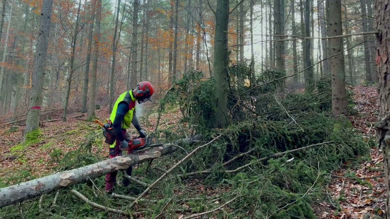 Herbst 2025: Holzernte im Pücklerwald