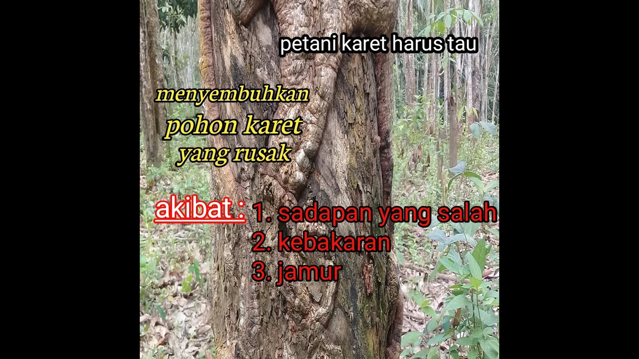 Cara menyembuhkan pohon karet yang rusak. Akibat sadapan yang salah, kebakaran, jamur. Petani karet