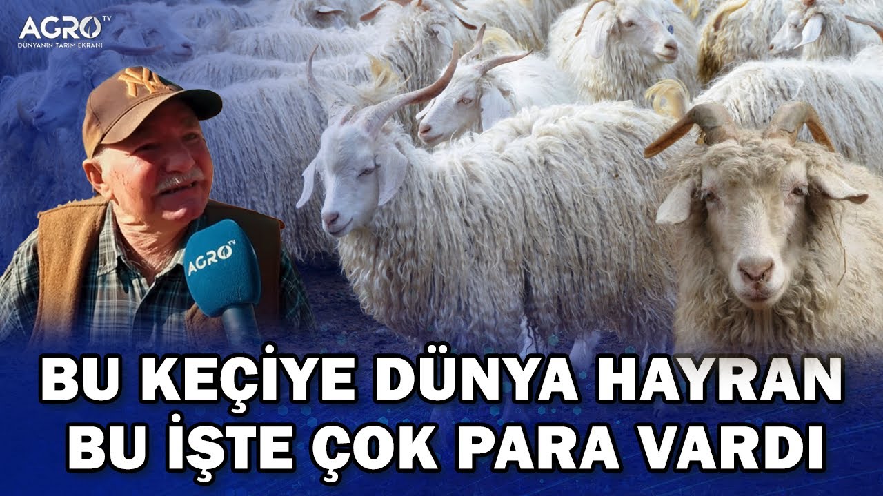 Tiftik Keçisiyle Daire, Dükkan Ve Tarla Aldım! 