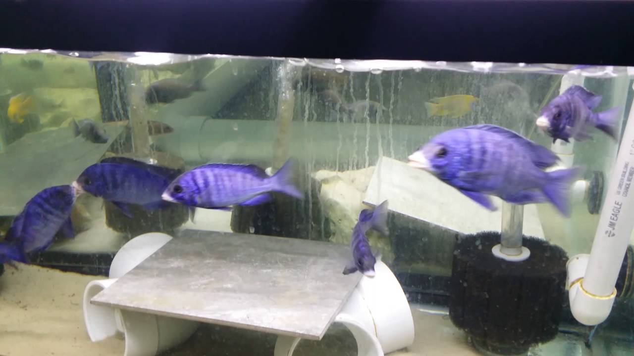 Placidochromis Phenochilus Mdoka White Lips