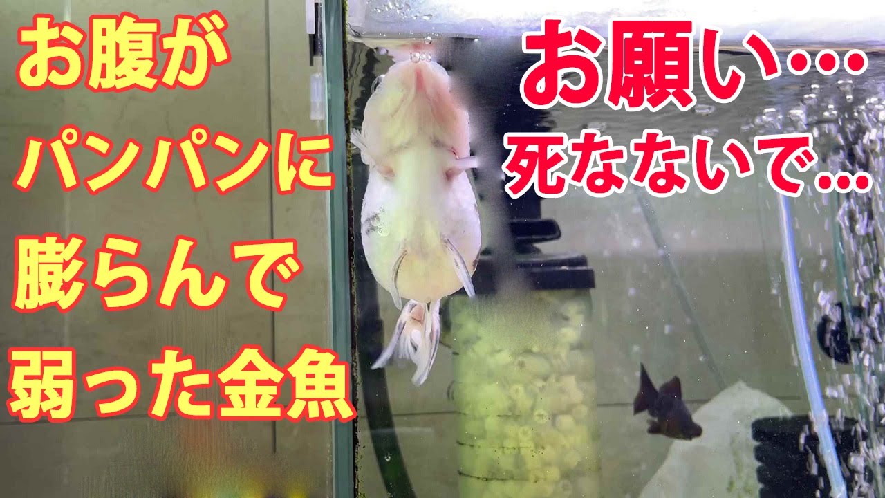転覆病を発症し弱ってしまった金魚の治療。果たして結果は...