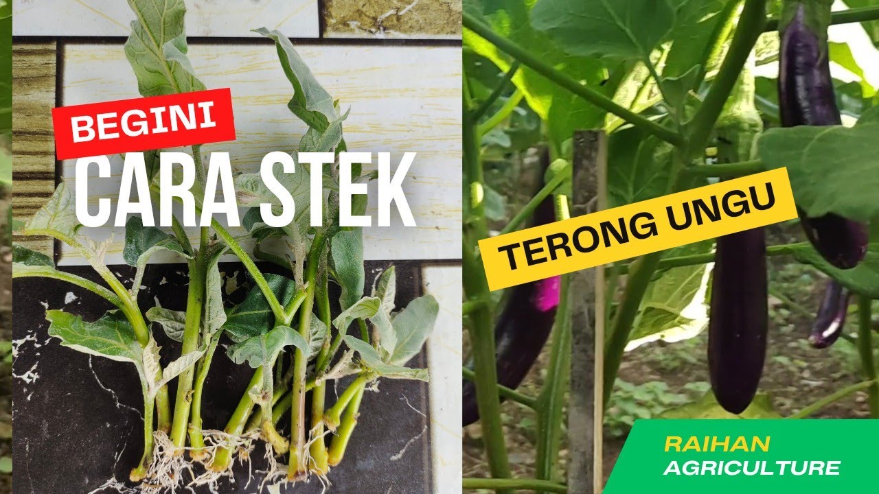 Cara Stek Terong Ungu Agar Cepat Tumbuh Akar Dengan Bawang Merah