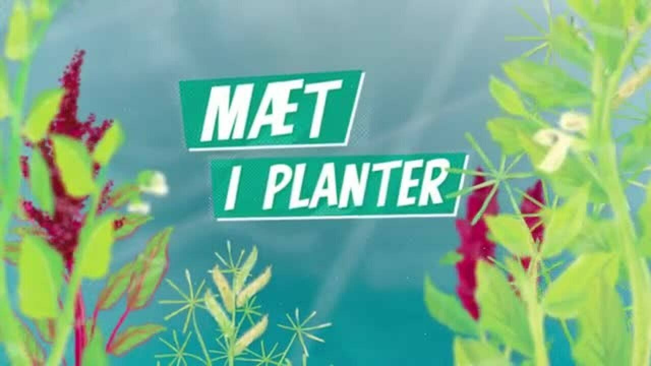 Mæt i planter