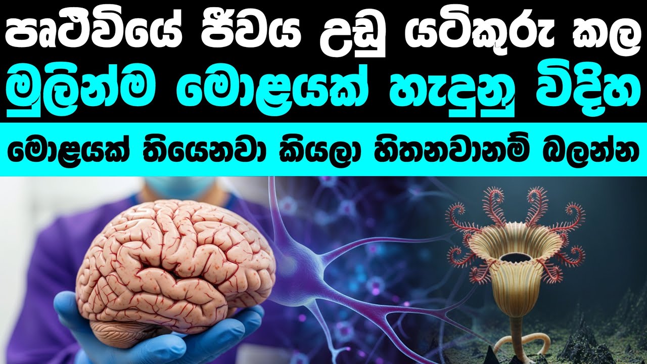 මුලින්ම මොළයක් හැදුනු විදිහ දන්නවාද? | The evolution of first brain 