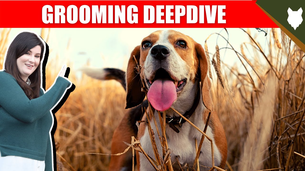 BEAGLE GROOMING DEEPDIVE